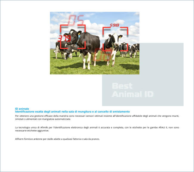ID animale Identificazione esatta degli animali nella sala di mungitura e al cancello di smistamento Per ottenere una gestione efficace della mandria sono necessari sensori ottimali insieme all'identificazione affidabile degli animali che vengono munti, smistati o alimentati con mangiatoie automatizzate.  La tecnologia unica di Afimilk per l'identificazione elettronica degli animali è accurata e completa, con le etichette per le gambe AfiAct II, non sono necessarie etichette aggiuntive.  AfiFarm fornisce antenne per stalle adatte a qualsiasi fattoria e sala da pranzo.